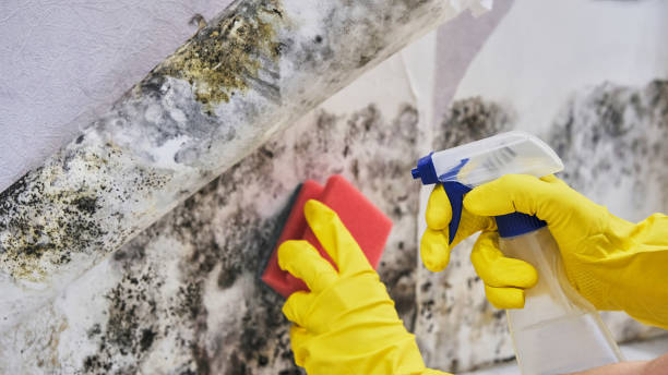 Best Mold Remediation for Specific Building Types in Chester Heights, PA